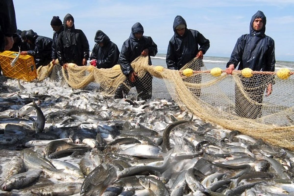 صید بیش از ۲ هزار تن انواع ماهیان استخوانی از خزر 