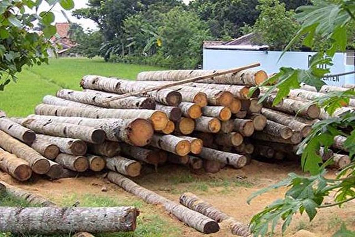 کشف 10 تن چوب جنگلی قاچاق در سیاهکل