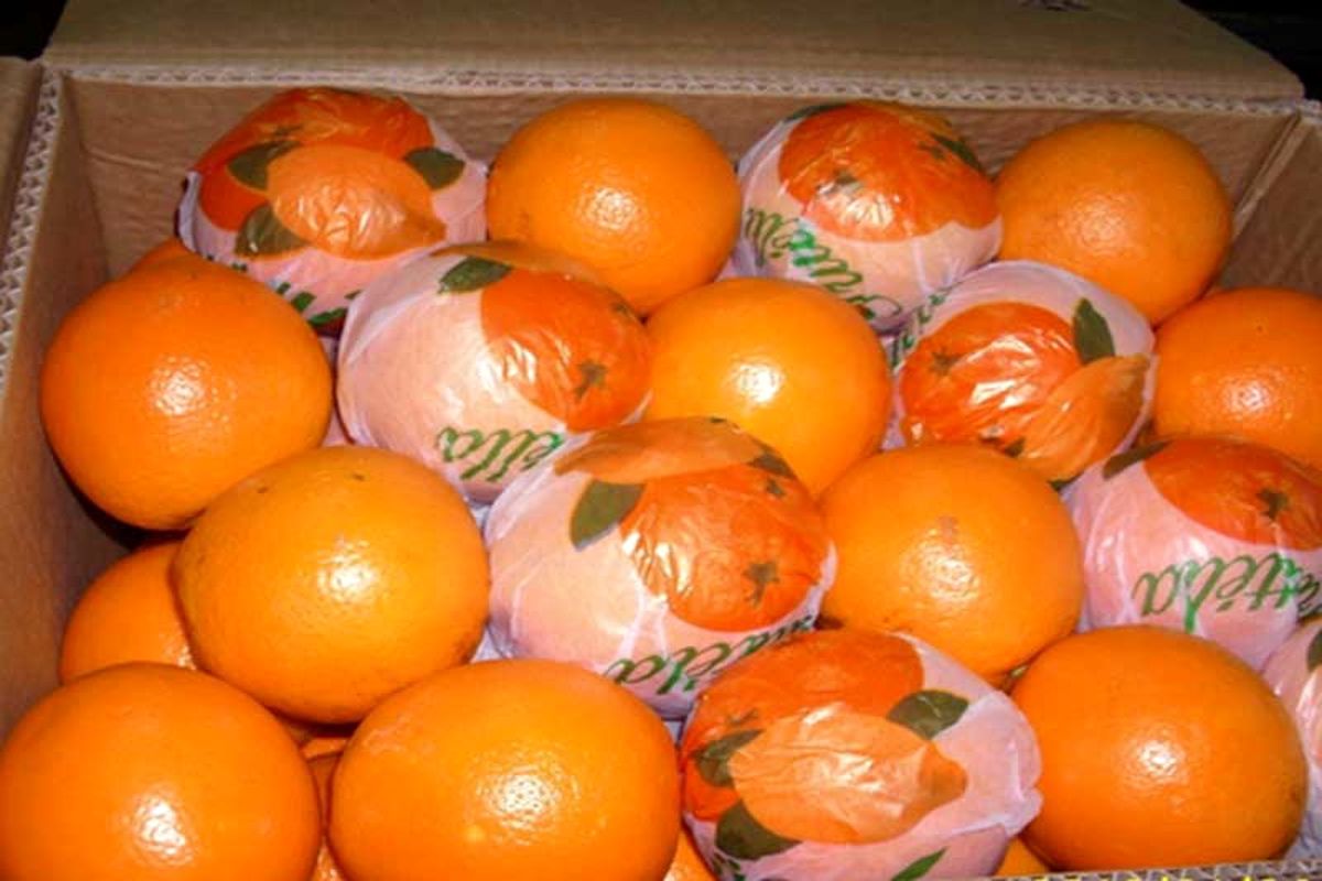 کشف ۴ تن پرتقال قاچاق در اصفهان