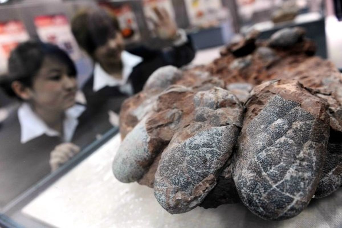 30 فسیل تخم دایناسور 130 میلیون ساله در چین کشف شد