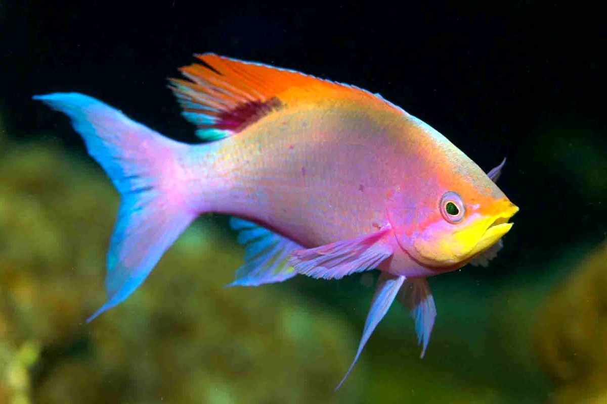 گونه‌ای از ماهی‌ها که چهره انسان را تشخیص می‌دهند