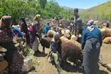 برگزاری جشنواره شیردوشان در رامسر