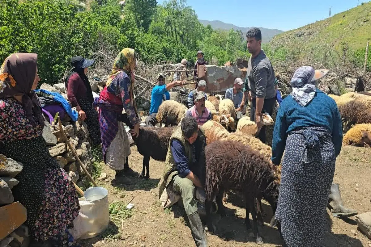 برگزاری جشنواره شیردوشان در رامسر