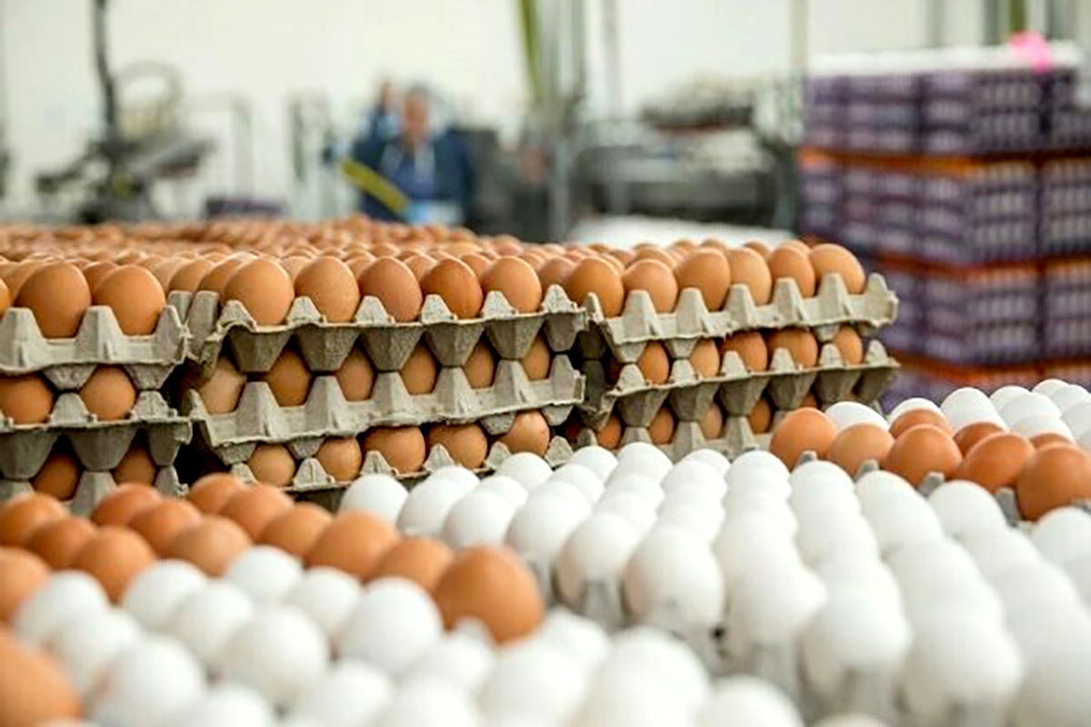 قیمت ١٠٠ هزار تومانی تخم مرغ برای مصرف کننده منطقی است