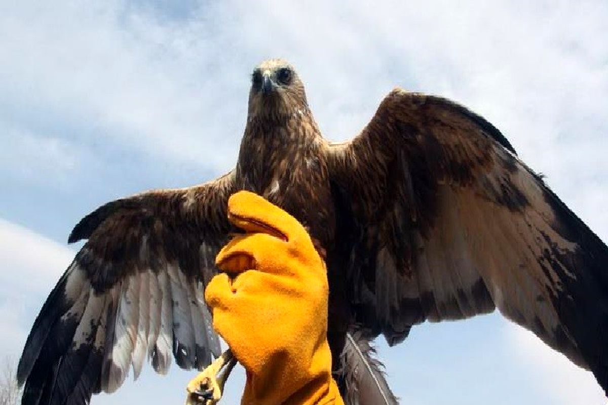  یک عقاب در کویر بادرود رهاسازی شد