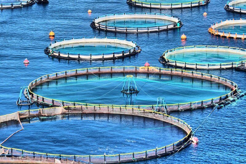 اجرای طرح آزمایشی پرورش ماهی در قفس های زیر آبی در هرمزگان