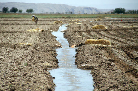 در راستای حفظ کشاورزی شادگان طرح های مناسب انجام می شود