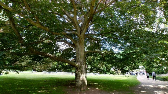 درختی به نام عباس کیارستمی در کارلووی‌واری