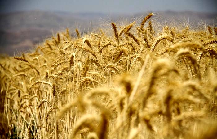 اولین محموله آرد گندم یزد به خارج از کشور صادر شد