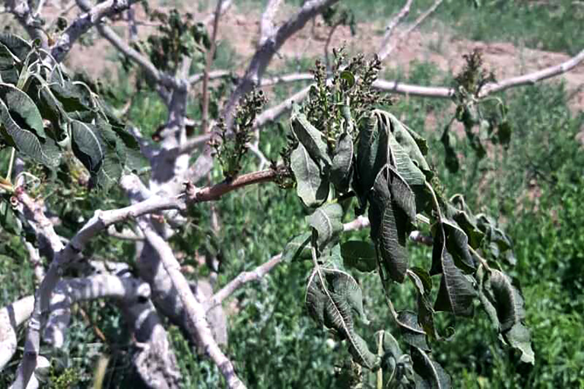 خسارت سرما به حدود نیمی از باغات شهرستان جوین