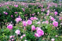 روز‌های پایانی برداشت گل محمدی از ۱۵۰ هکتار باغات زاوه