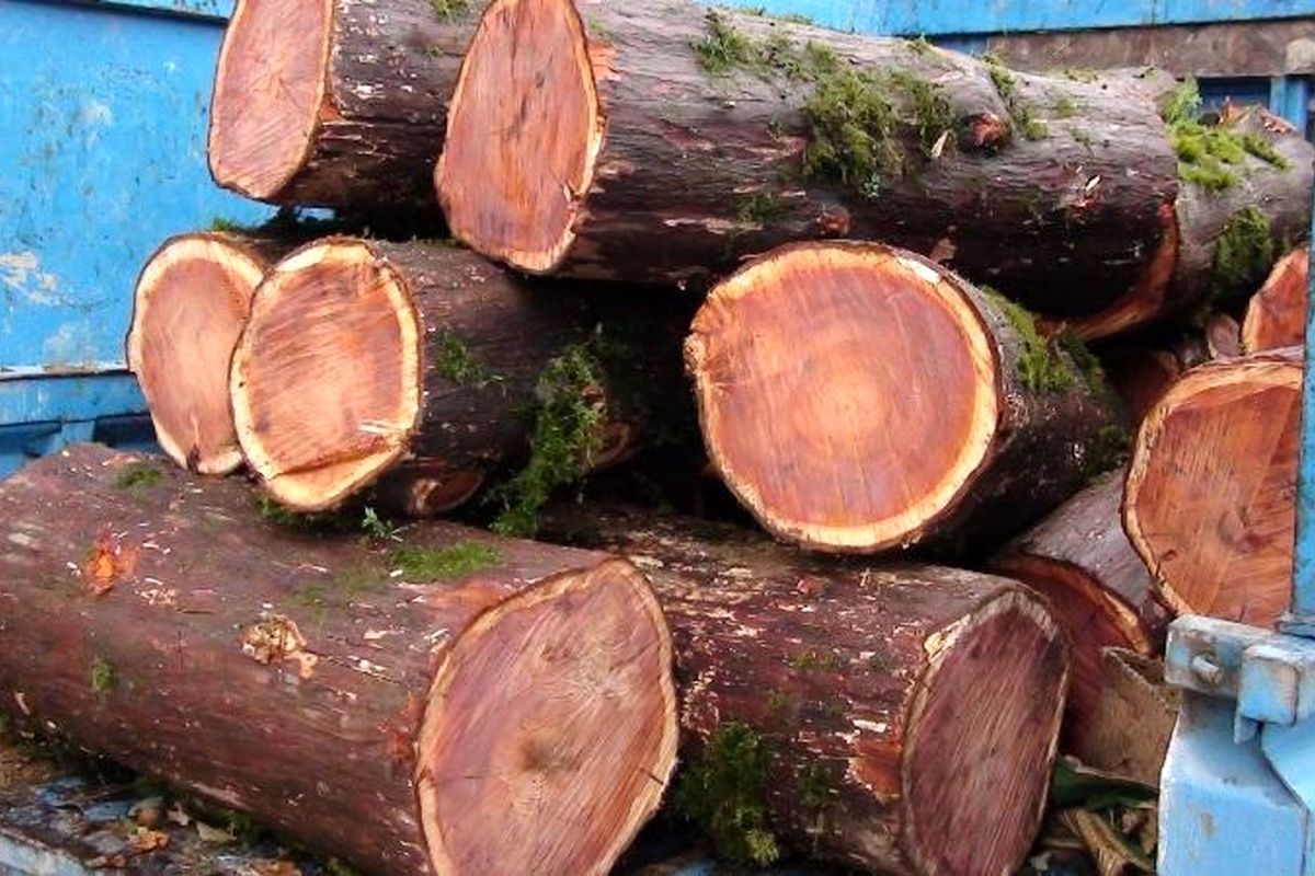 کشف بیش از یک و نیم تن چوب درخت آزاد در شهرستان شفت