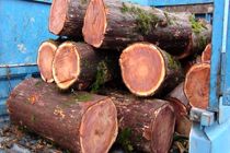 کشف بیش از یک و نیم تن چوب درخت آزاد در شهرستان شفت