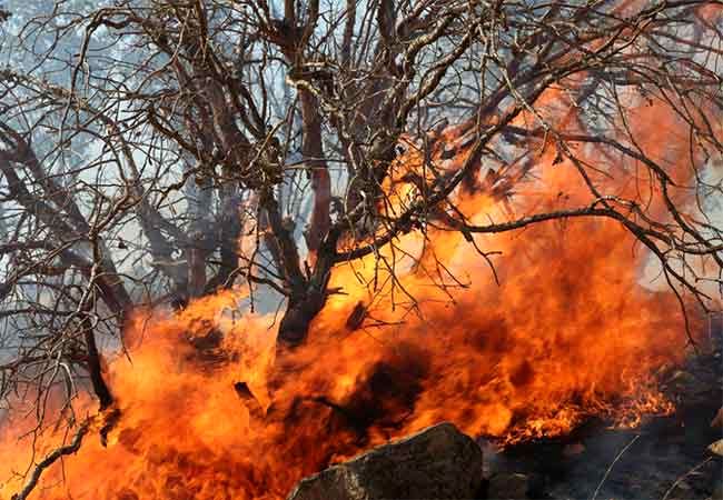 وقوع آتش سوزی در جنگل «ساتره» چالوس / درخواست بالگرد برای مهار آتش