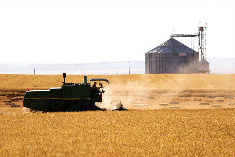 خرید ۸۷ هزار تن گندم از کشاورزان استان اردبیل