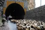 محور کندوان ۲۱ و ۲۲ مهر برای عبور احشام بسته شد
