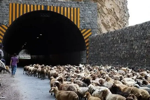 انسداد ۲۴ ساعته جاده کندوان برای عبور دام‌ها