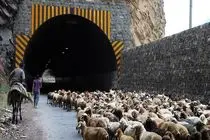 محور کندوان ۲۱ و ۲۲ مهر برای عبور احشام بسته شد