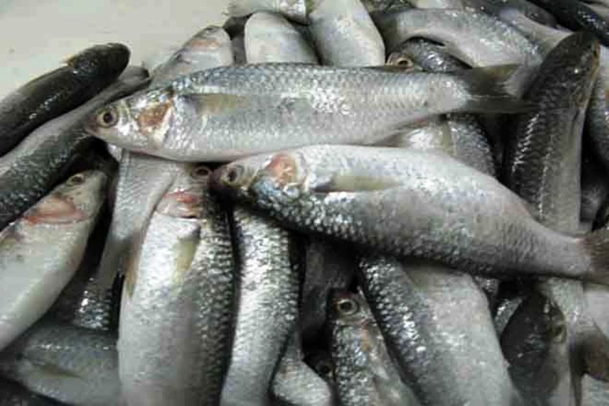  صید بیش از ۹۷ تن ماهی گاریز در هرمزگان 