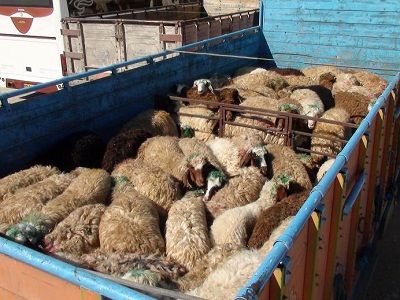 کشف 240 رأس گوسفند قاچاق در کنگاور