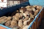 کشف 110 رأس گوسفند قاچاق در شاهین شهر