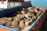 کشف 110 رأس گوسفند قاچاق در شاهین شهر