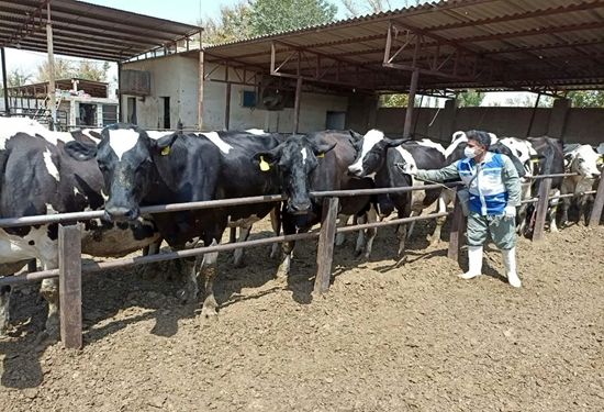  واکسیناسیون بیش از ۹۵۰۰ رأس دام سبک و سنگین علیه بیماری تب مالت در نجف‌آباد