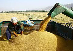 توزیع ماهانه ۴۰۰ تن آرد نانوایی در ۱۳۵ روستای تربت حیدریه