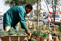 کاشت بیش از 30 هزار اصله نهال و گل در اردبیل