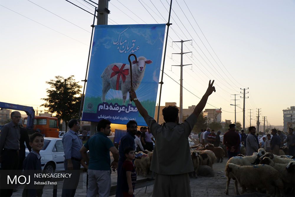 بازار عرضه بهداشتی دام در کرمانشاه