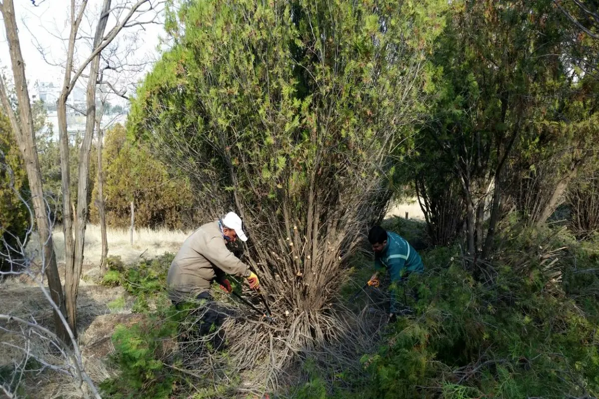 شکستن یک درخت معادل شکستن بال فرشتگان است