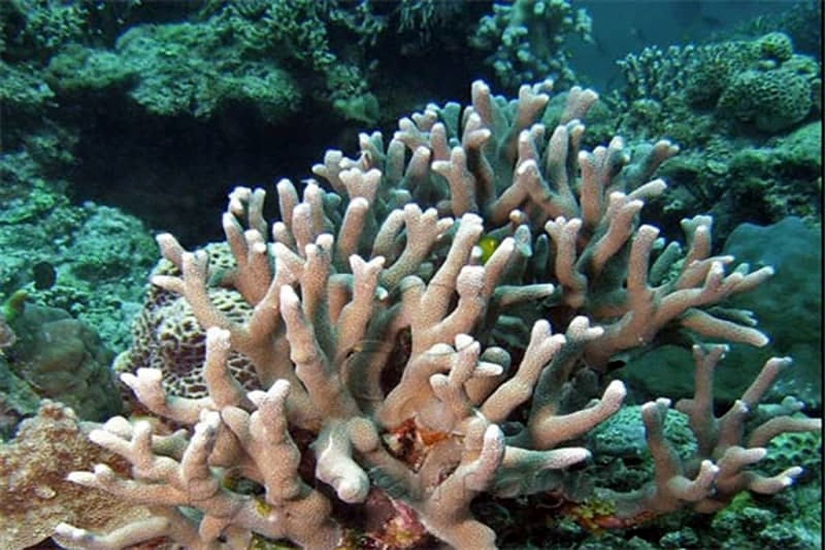 احیای ۷۰ درصدی مرجان‌های خلیج چابهار / کاشت بیش از ۲۰۰۰ قلمه مرجان در بستر‌های مصنوعی خلیج چابهار