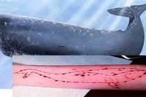 «نهنگ آبی» در ایران قربانی نداشته است