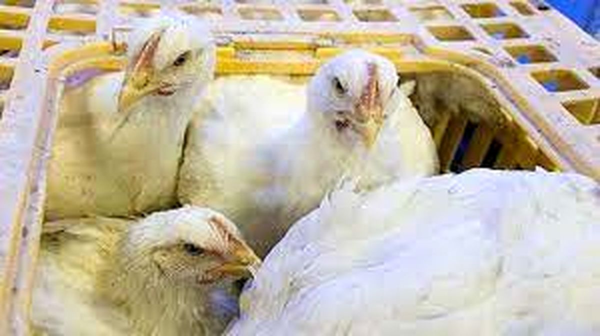 توقیف بیش از ۱۰ تن مرغ زنده خارج از شبکه توزیع در کاشان