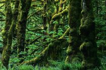 جنگل های هیرکانی در فهرست میراث جهانی یونسکو به ثبت رسید