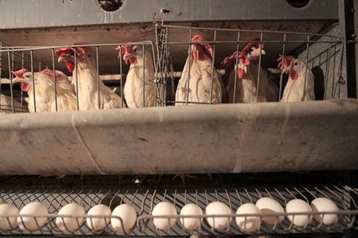 بیماری آنفلوآنزای حاد پرندگان باعث شد تعداد زیادی از مرغ های تخمگذار از رده خارج شوند