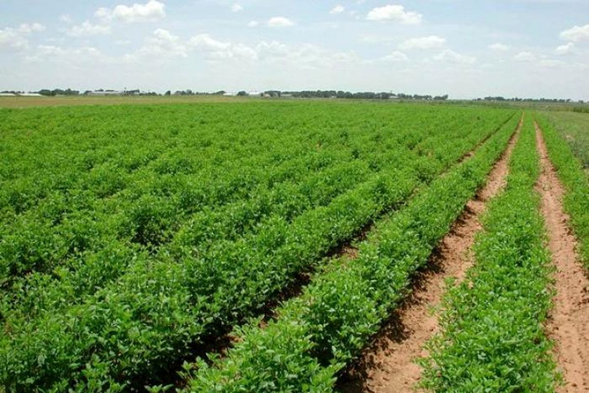 امتیاز تولید بذر سویا رقم کتول به بخش خصوصی واگذار شد