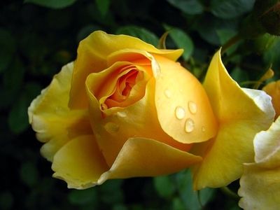 آشنایی با خواص گل زرد/ گل زرد گیاهی معجزه گر برای دستگاه گوارش