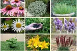 فارس قطب تولید گیاهان دارویی کشور/سایت "ستاد گیاهان دارویی فارس" برای اولین بار در کشور راه اندازی شد