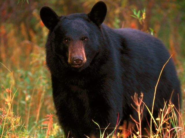 کشته شدن کوهنورد ۱۶ ساله توسط خرس در مسابقات آلاسکا