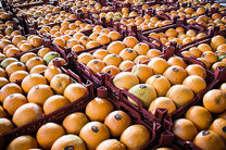 ارسال روزانه ۴۰۰ تن پرتقال به تهران