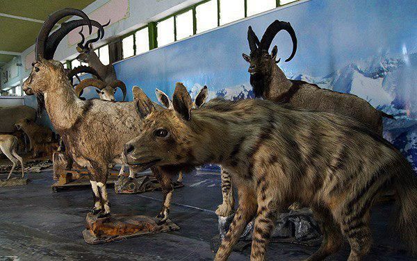 موزه حیات وحش آموزش و پرورش لرستان در ایام نوروز پذیرای علاقه مندان است