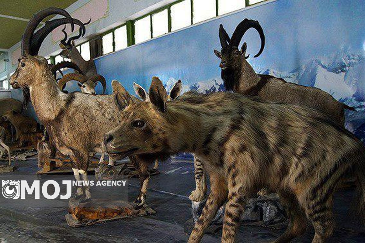 موزه حیات وحش آموزش و پرورش لرستان در ایام نوروز پذیرای علاقه مندان است