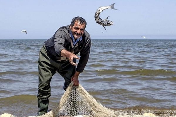 ماهیگیری در خزر ممنوع!