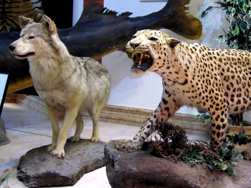افتتاح نخستین نمایشگاه تخصصی عکس حیات وحش درکاشان 