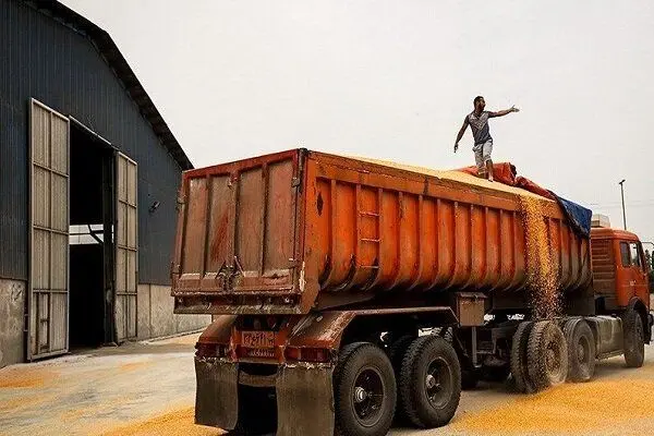 کشف ۲۵ تن گندم قاچاق در مراغه