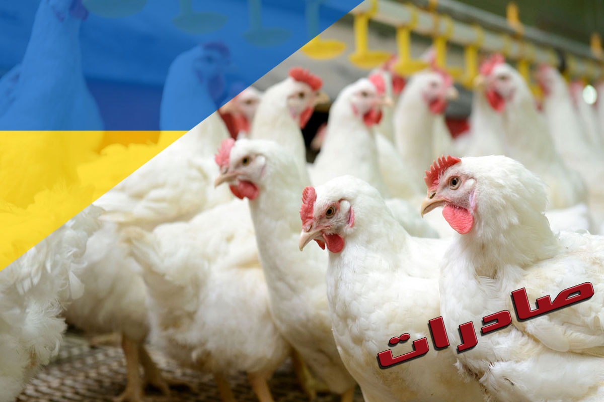 پیش بینی 100 هزارتن صادرات مرغ/ کاهش قیمت تمام شده مرغ جهت حفظ بازارهای صادراتی