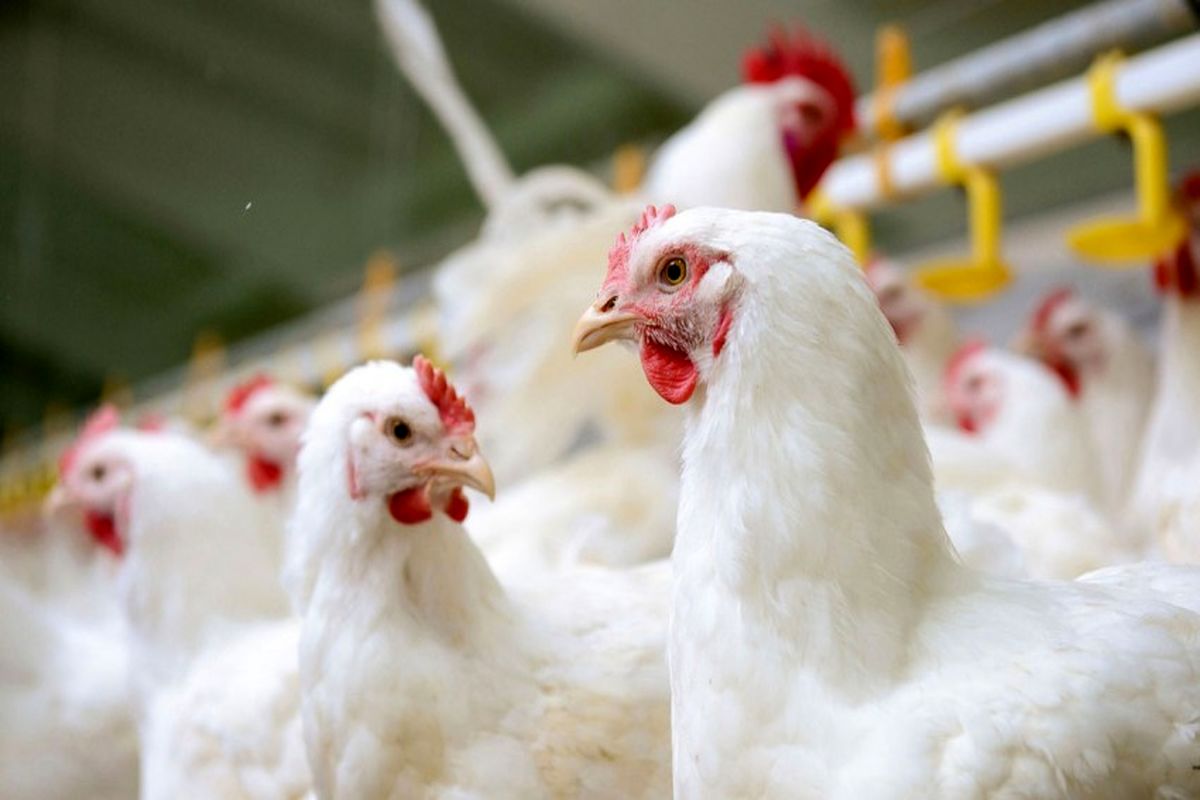 کشف مرغ قاچاق در بهار