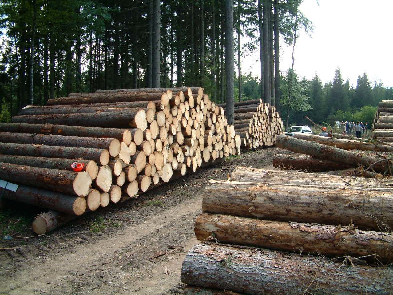 ۸۰ درصد قراردادهای بهره برداری جنگل‌های شمال متوقف می‌شود