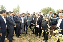 بازدید وزیر جهاد کشاورزی از مزرعه الگویی خارشتر در شهرستان قاینات